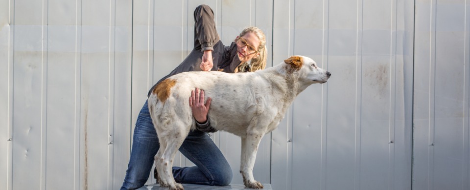 Annika Vogel Hundebehandlung Annika Vogel Hundebehandlung