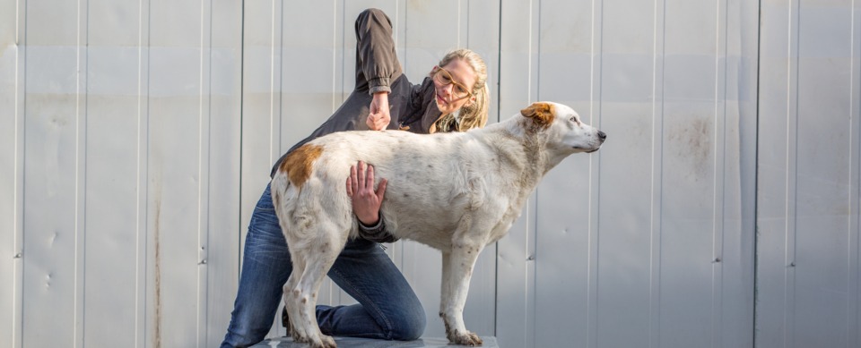 Annika Vogel Hundebehandlung